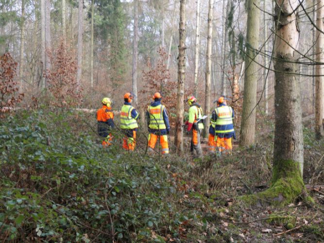 Bereichsausbildung Motorsägen Modul A 