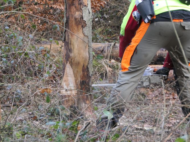 Bereichsausbildung Motorsägen Modul A 